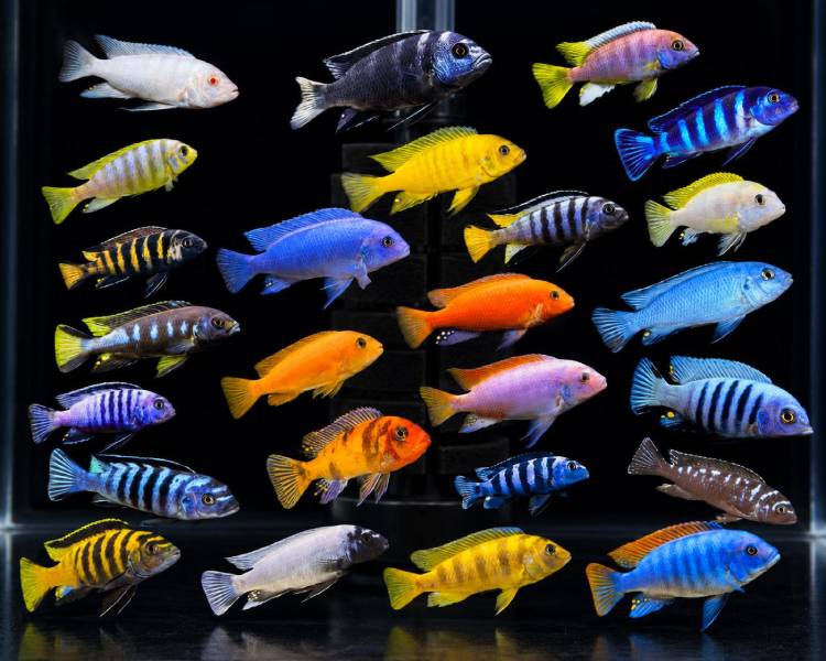 Assorted Mbuna Mix 5cm SPECIAL OFFER